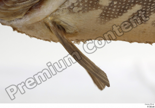 Northern pike belly fin 0003.jpg